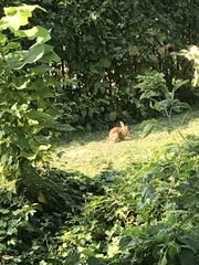 Sylvilagus floridanus