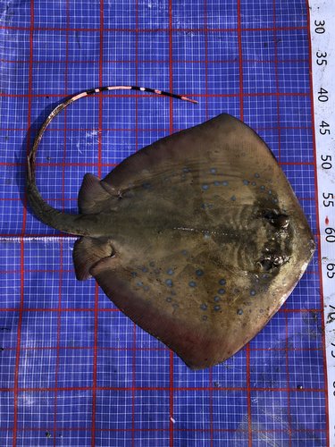 Indian Ocean Blue-spotted Maskray