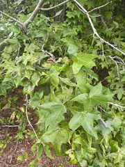 Liquidambar styraciflua