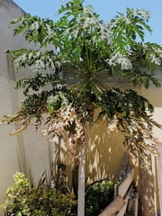Carica papaya