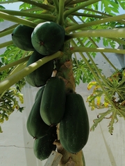 Carica papaya