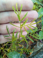 Astragalus arenarius