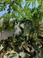 Carica papaya