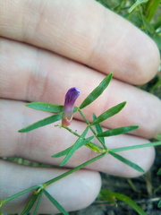 Astragalus arenarius