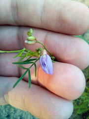 Astragalus arenarius