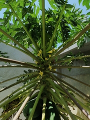 Carica papaya