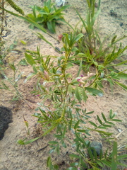 Astragalus arenarius