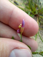 Astragalus arenarius