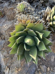 Agave shawii shawii