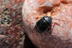 Sehirus cinctus albonotatus
