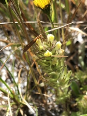 Castilleja victoriae