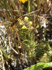 Castilleja victoriae