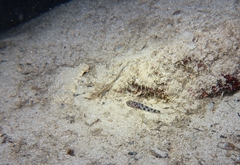 Thorogobius ephippiatus