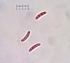 Menispora glauca
