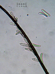 Menispora glauca