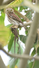 Glaucidium peruanum