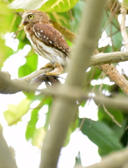 Glaucidium peruanum