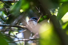 Batis dimorpha dimorpha