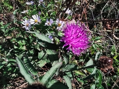 Centaurea nigra