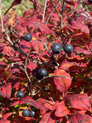 Vaccinium smallii