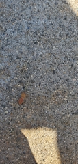 Araneae