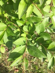 Ligustrum