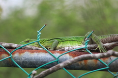 Ctenosaura acanthura