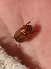 Amadotrogus insubricus