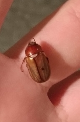 Amadotrogus insubricus