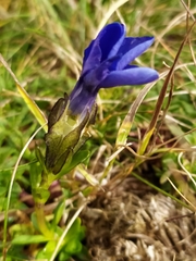 Gentiana bavarica