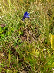 Gentiana bavarica