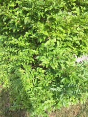 Ligustrum