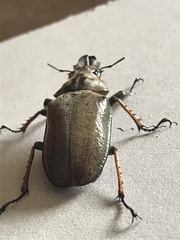 Sphaenognathus feisthamelii