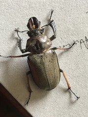 Sphaenognathus feisthamelii