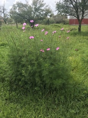 Cosmos bipinnatus