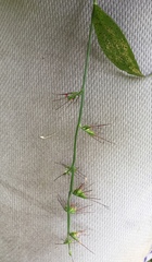 Oplismenus hirtellus setarius