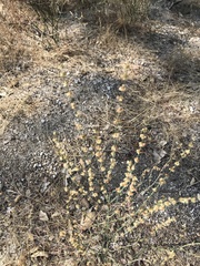 Eriogonum gracile gracile