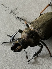 Sphaenognathus feisthamelii