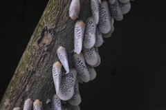Poekilloptera phalaenoides