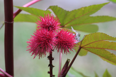 Ricinus