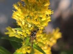 Psammaletes mexicanus