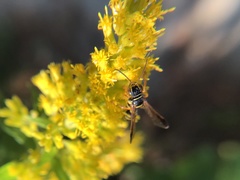 Psammaletes mexicanus