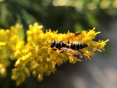 Psammaletes mexicanus