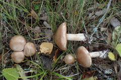 Cortinarius lucorum
