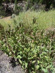 Phacelia integrifolia