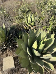 Agave shawii shawii