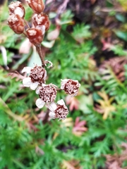 Achillea erba-rotta