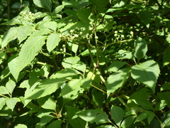 Causonis japonica