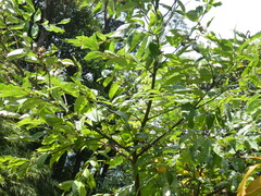 Rhus chinensis