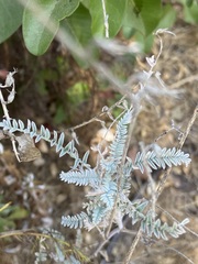 Astragalus trichopodus
